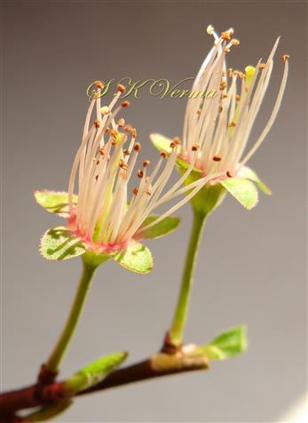  Flowers ( petals fallen)